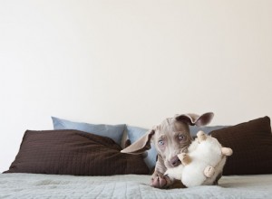 O que fazer quando seu cachorro engole um objeto estranho