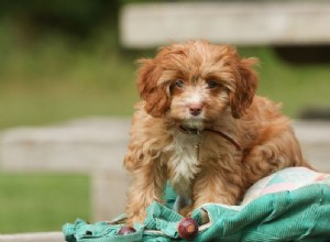 Cavapoo:características e cuidados da raça do cão