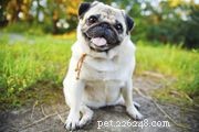 Кавапу:характеристики породы собак и уход за ними