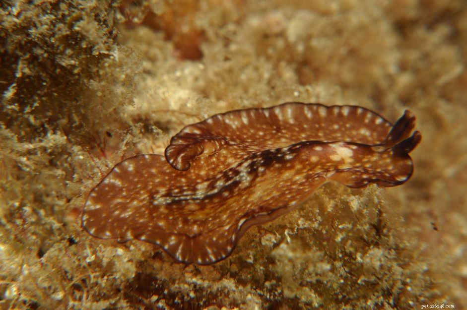 Кораллы, питающиеся плоскими червями в рифовых аквариумах