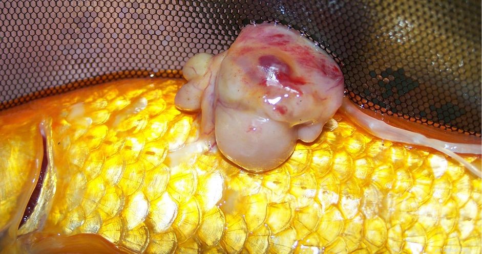 ペットの魚の腫瘍 