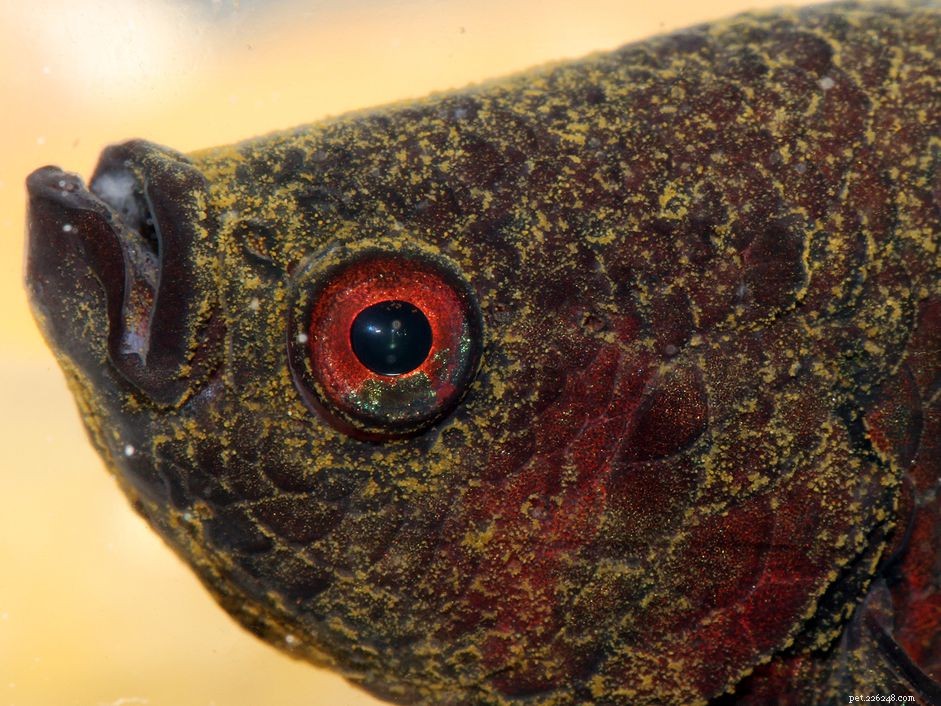 벨벳:수족관 물고기 질병 식별 및 치료