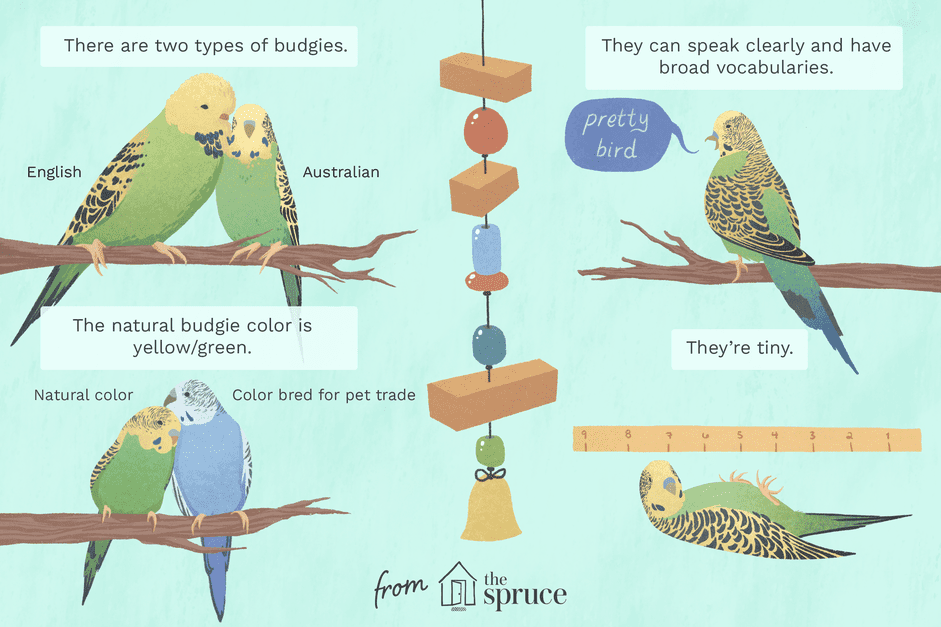 Guide des oiseaux perruches de compagnie