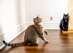 10 nejlepších způsobů, jak svým kočkám ukázat, že je máte rádi