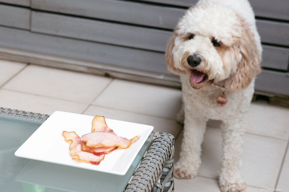 개는 돼지고기를 먹을 수 있습니까?