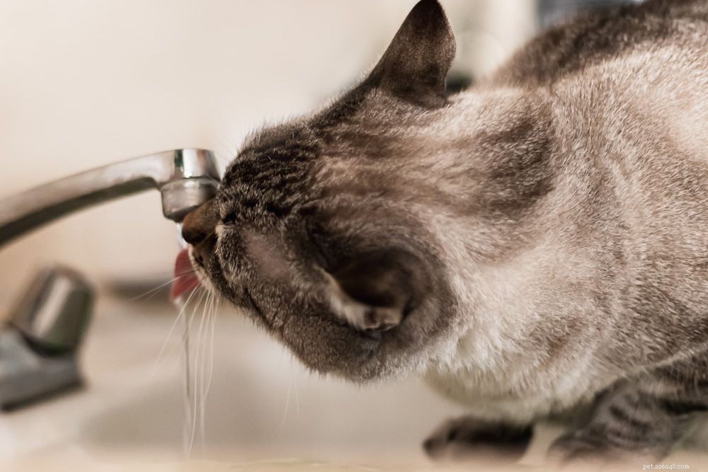 7 motivi per cui i gatti amano i bagni