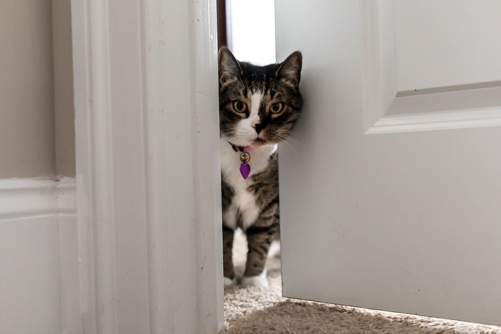 7 redenen waarom katten dol zijn op badkamers