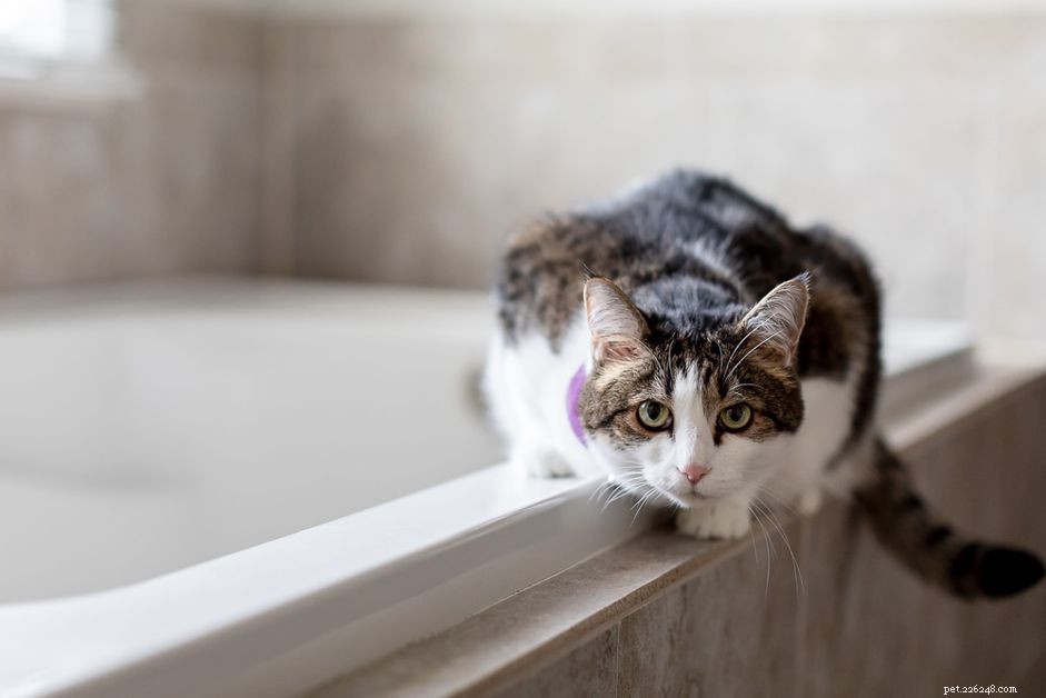 7 důvodů, proč kočky milují koupelny