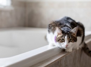 7 důvodů, proč kočky milují koupelny