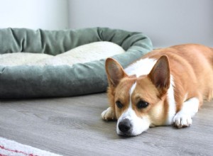 Porozumění psům a jejich prožívání smutku