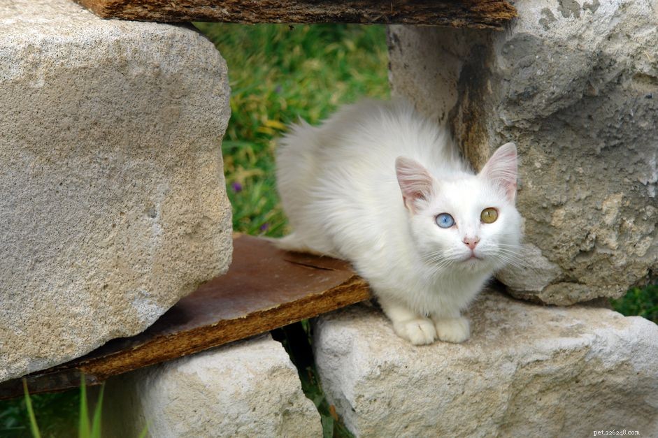 Турецкий ван:профиль породы кошек