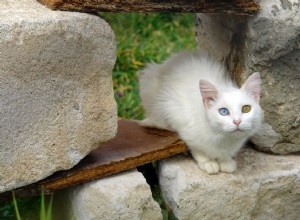 Carrinha Turca:Perfil da Raça do Gato