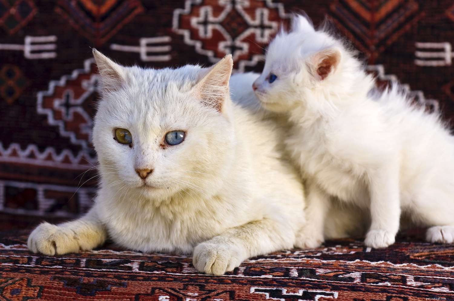 Turkse bestelwagen:kattenrasprofiel