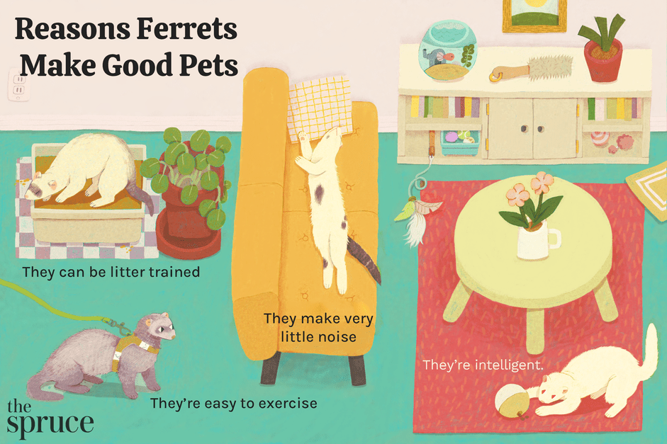 10 redenen waarom fretten goede huisdieren zijn