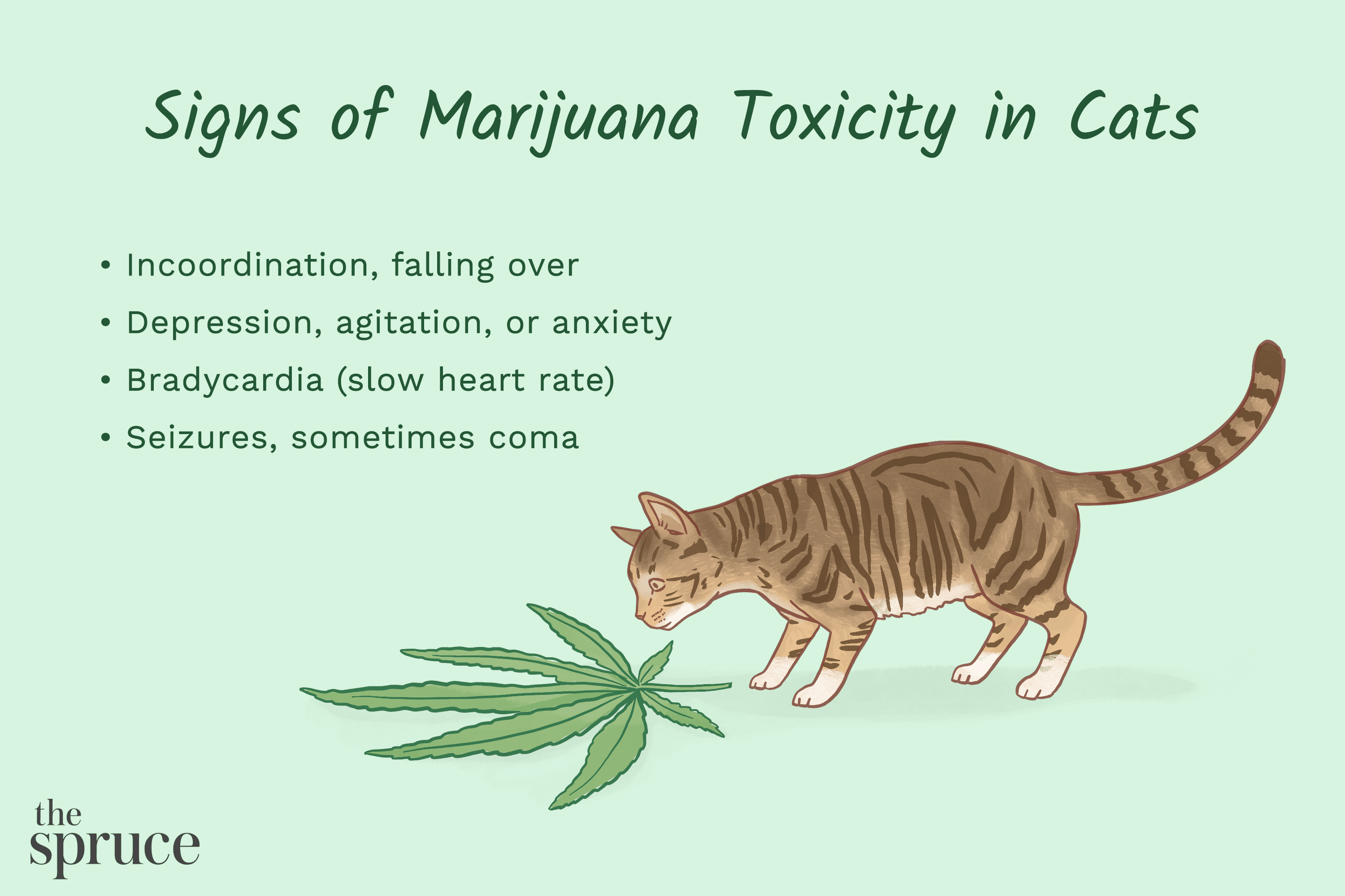 Toxicité de la marijuana chez les chats