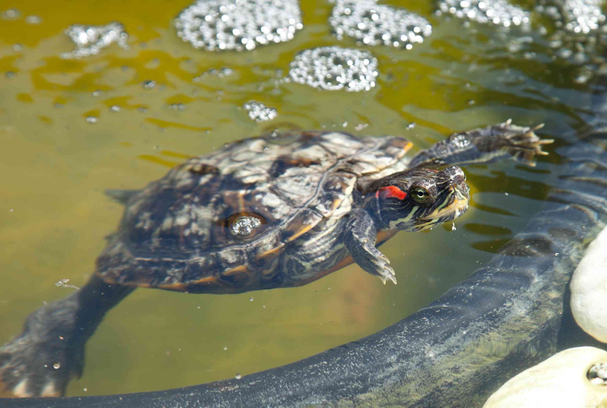 Red-Eared Slider:Species Profile