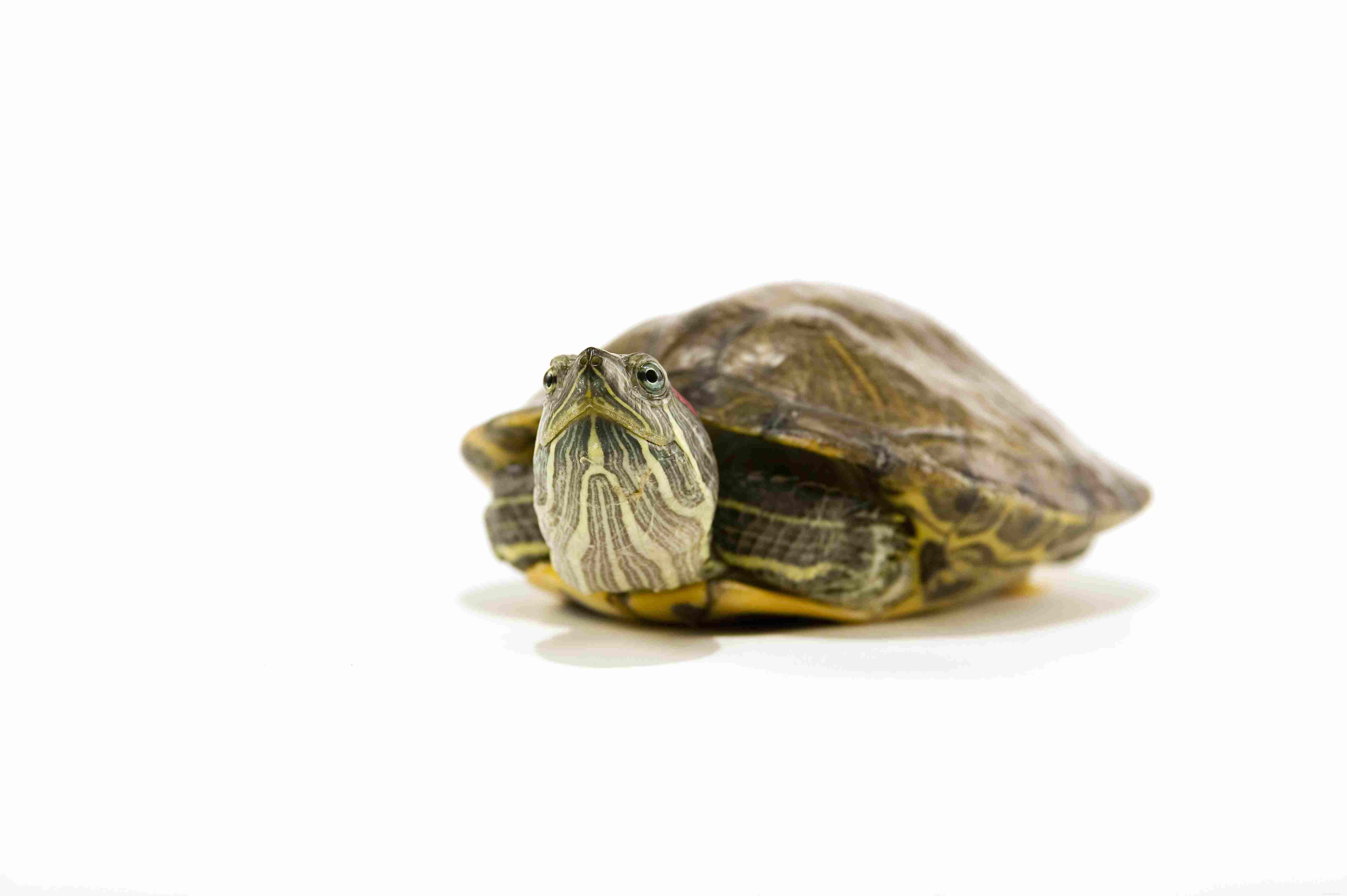 Red-Eared Slider:Species Profile