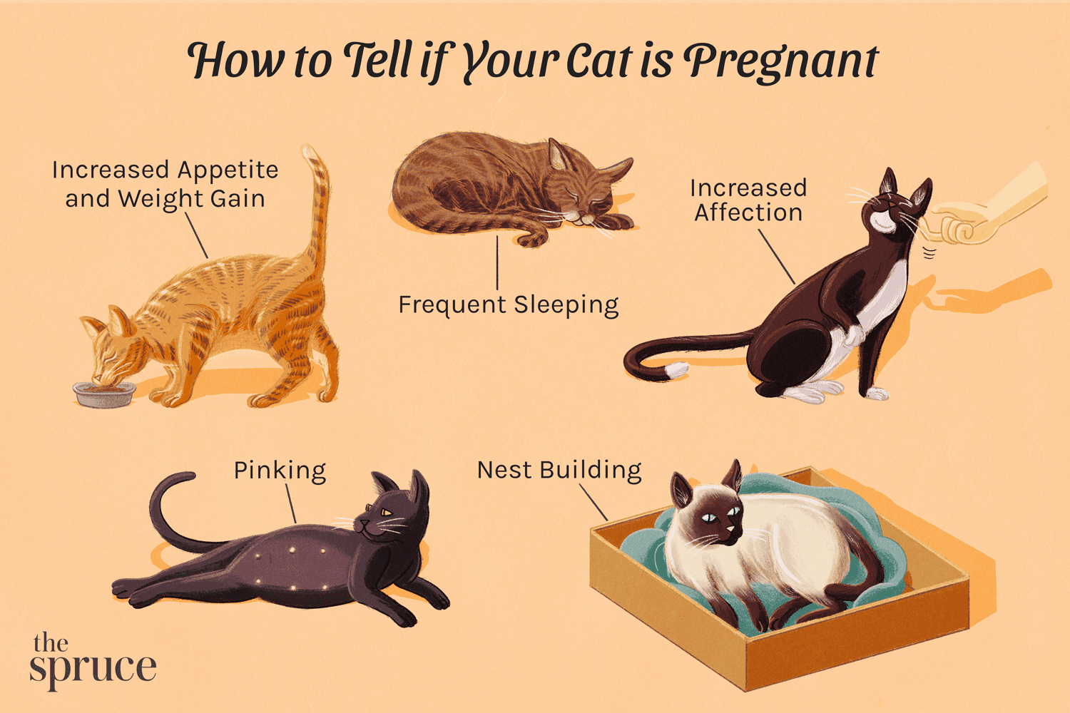 Как узнать, беременна ли кошка