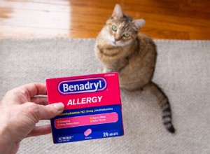 Benadryl pro kočky