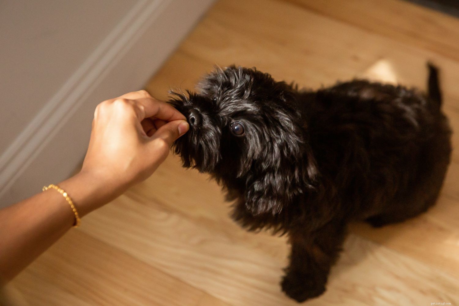 Jak naučit štěně chodit na podložky na nočník