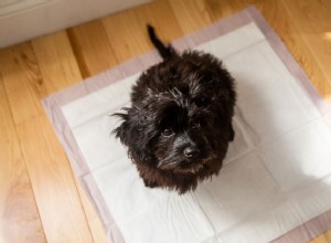 子犬をトイレパッドに乗せるように訓練する方法 