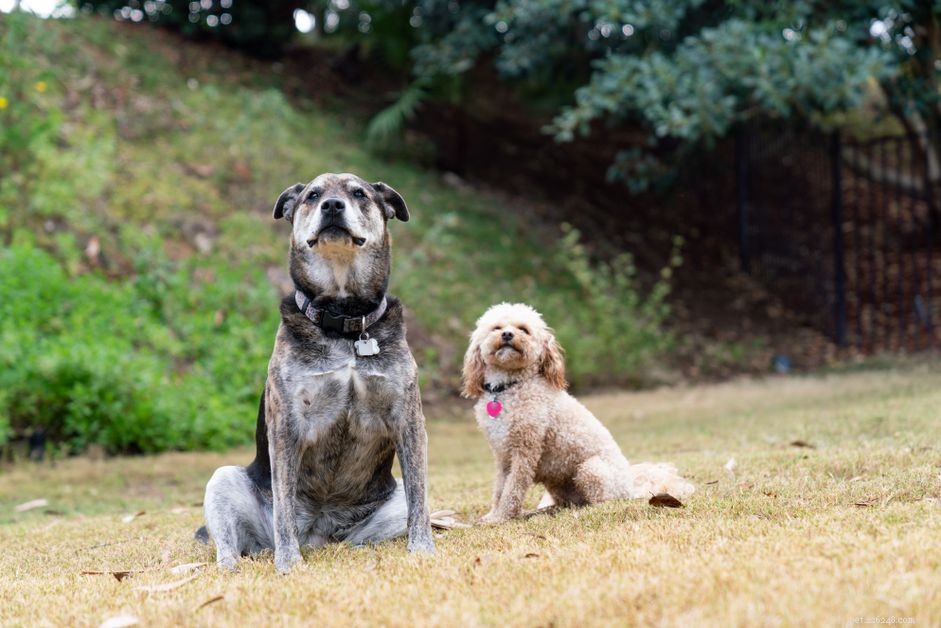 6 причин, почему две собаки лучше, чем одна