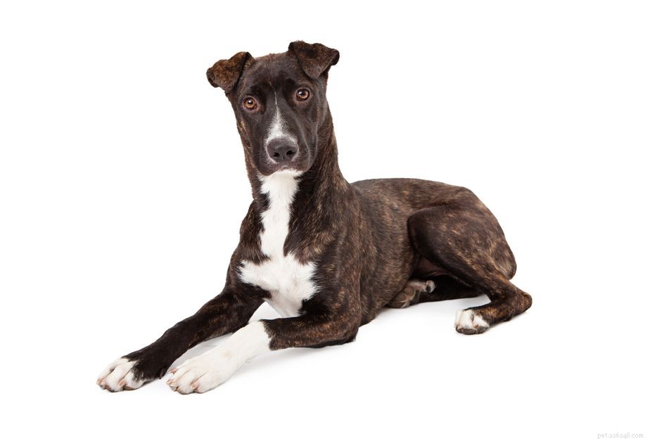 Горная дворняжка:характеристики породы собак и уход за ними