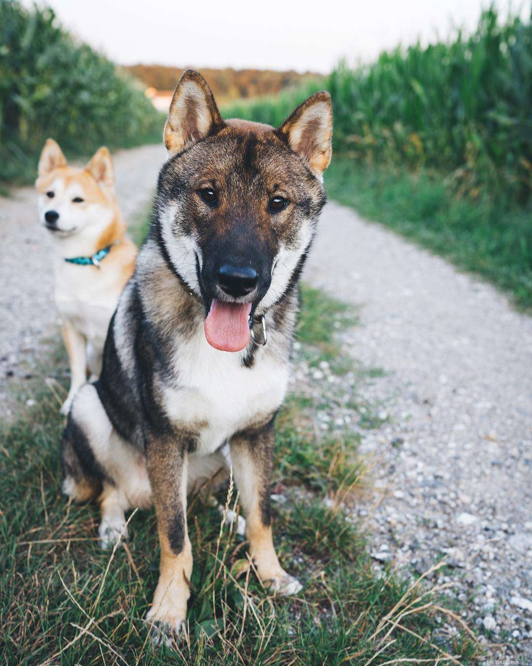 6 důvodů, proč jsou dva psi lepší než jeden