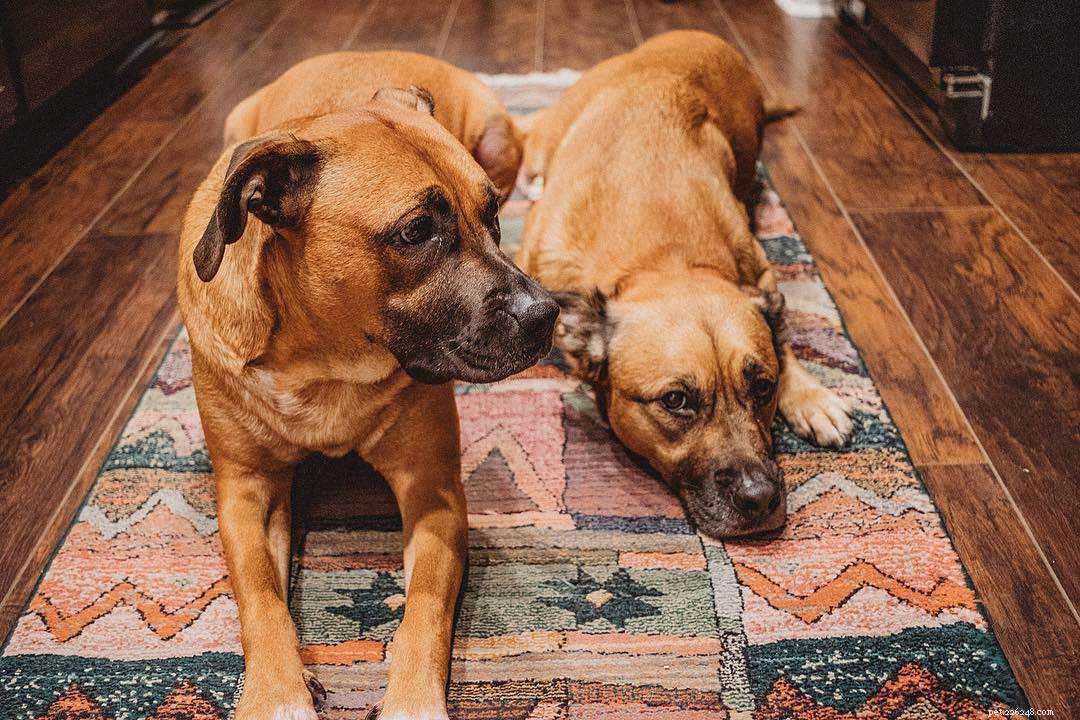 6 raisons pour lesquelles deux chiens valent mieux qu un