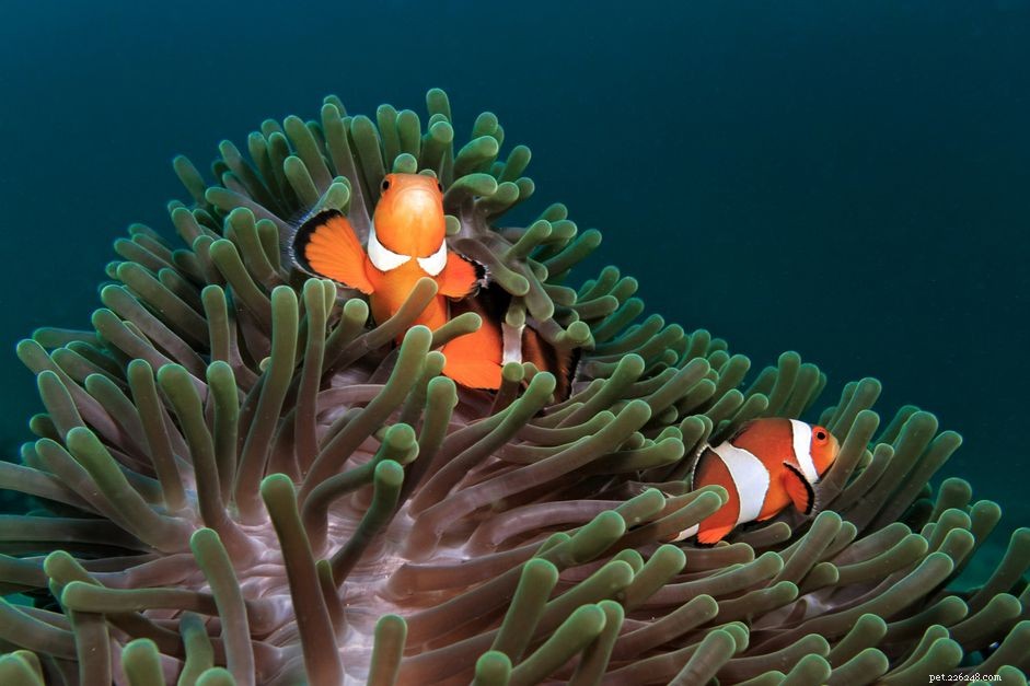 Clownfish en Anemone Matches
