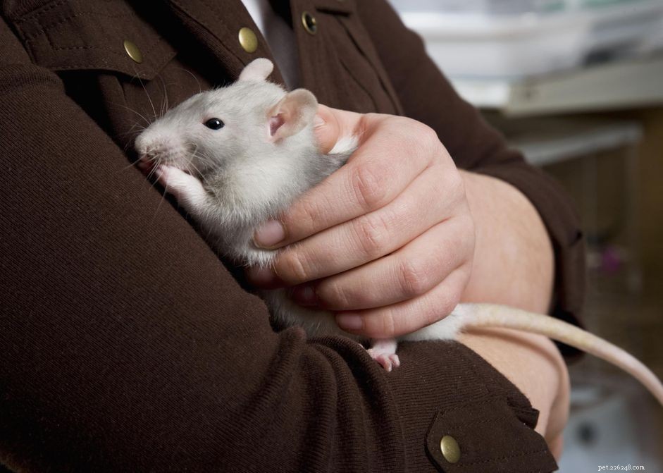 Hur man tar hand om en husdjursråtta