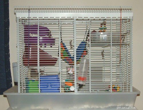 Как ухаживать за домашней крысой