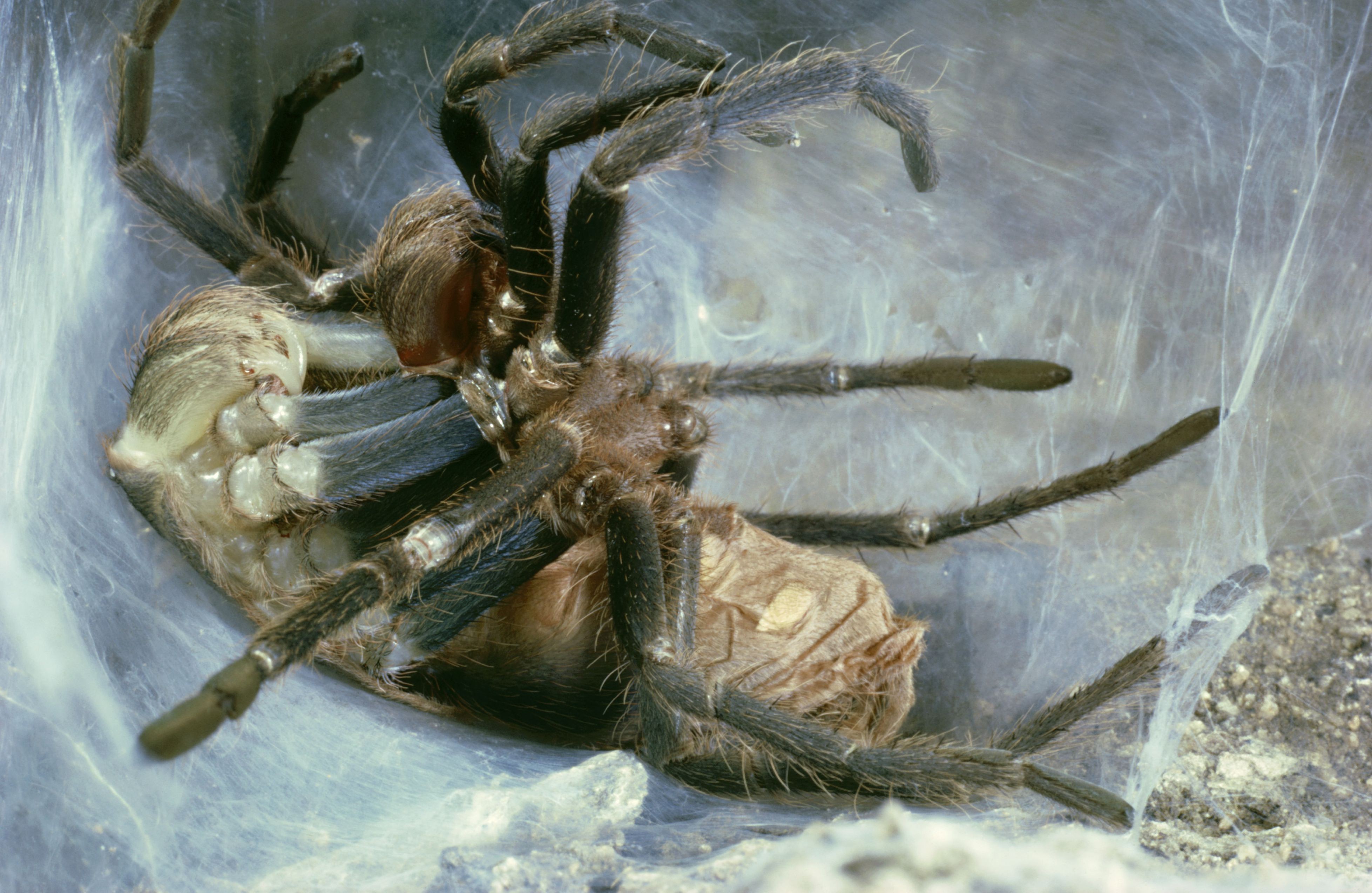 Как ухаживать за домашним тарантулом