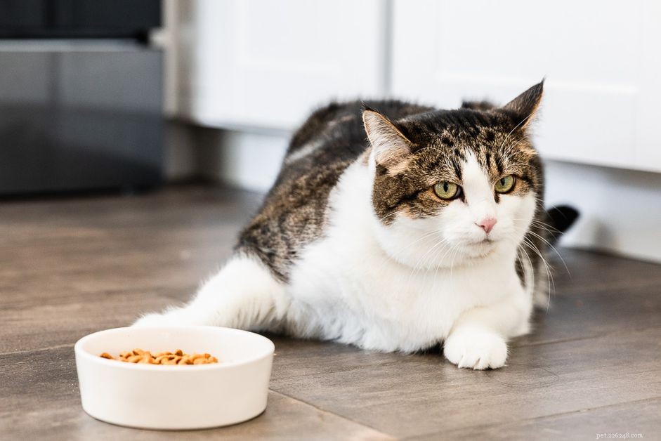8 motivi per cui il tuo gatto non mangia