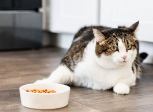 고양이가 먹지 않는 8가지 이유