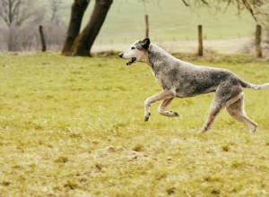 Doença do disco em cães