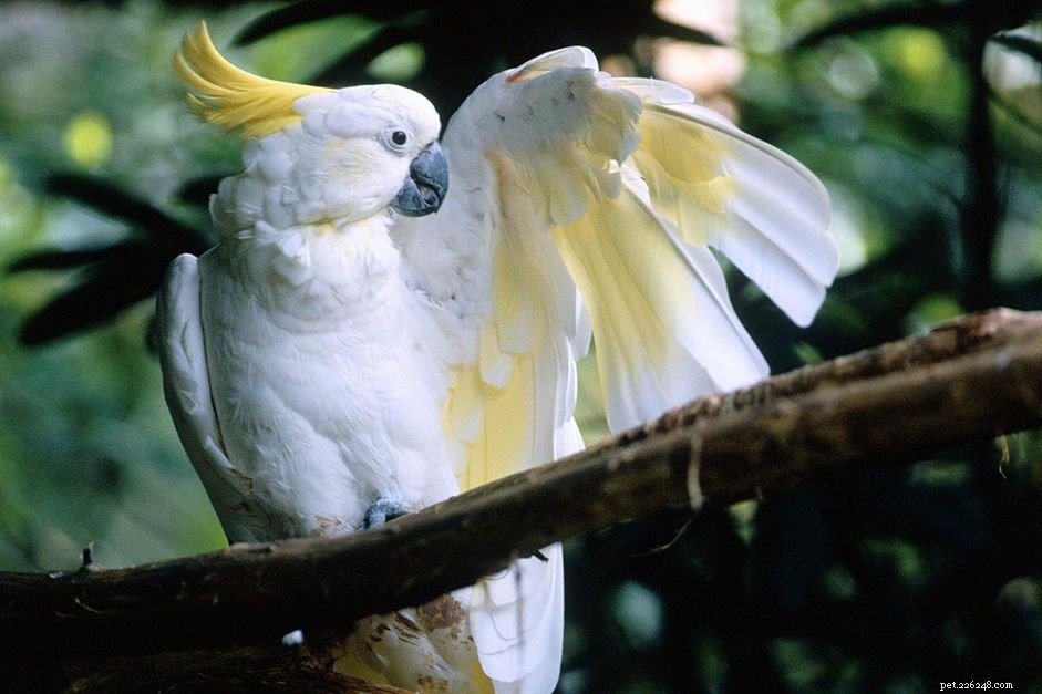 Sulphur-Crested (Greater) kakadua:Fågelartsprofil