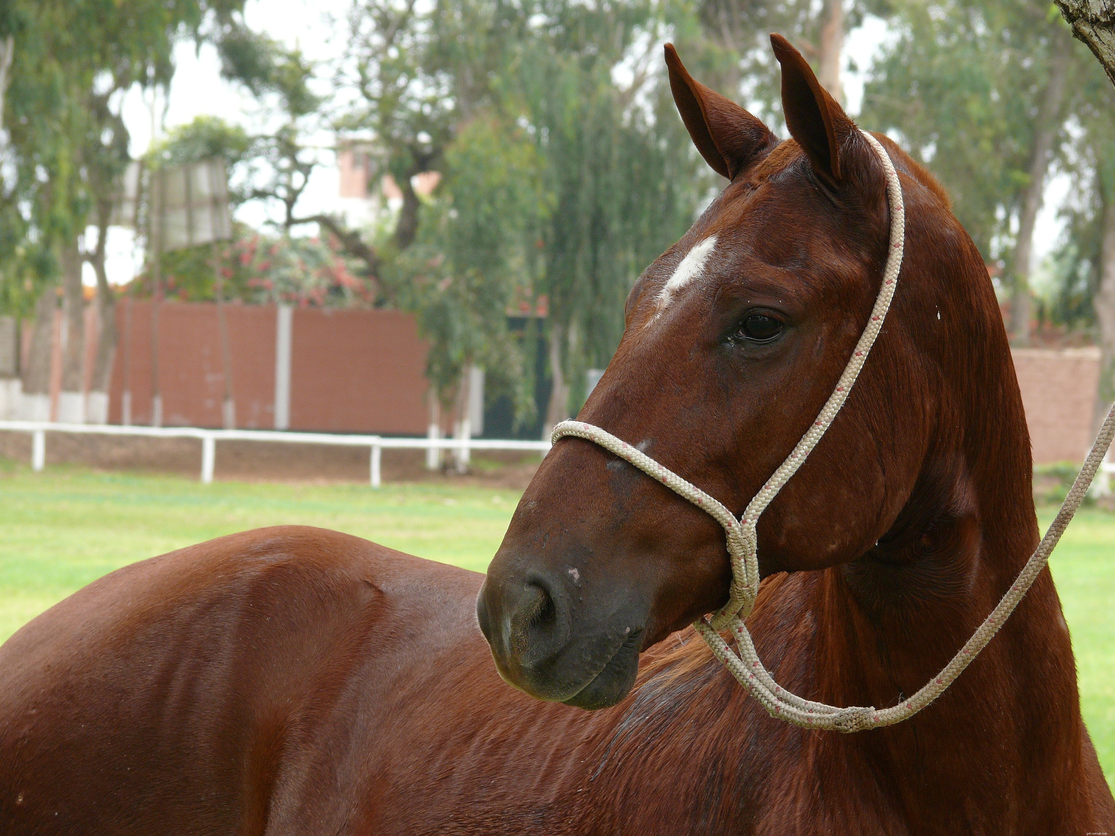 スムーズな乗り心地のための10の最高の歩き回った馬の品種 