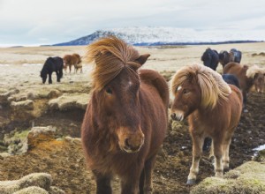 10 melhores raças de cavalos de marcha para um passeio suave