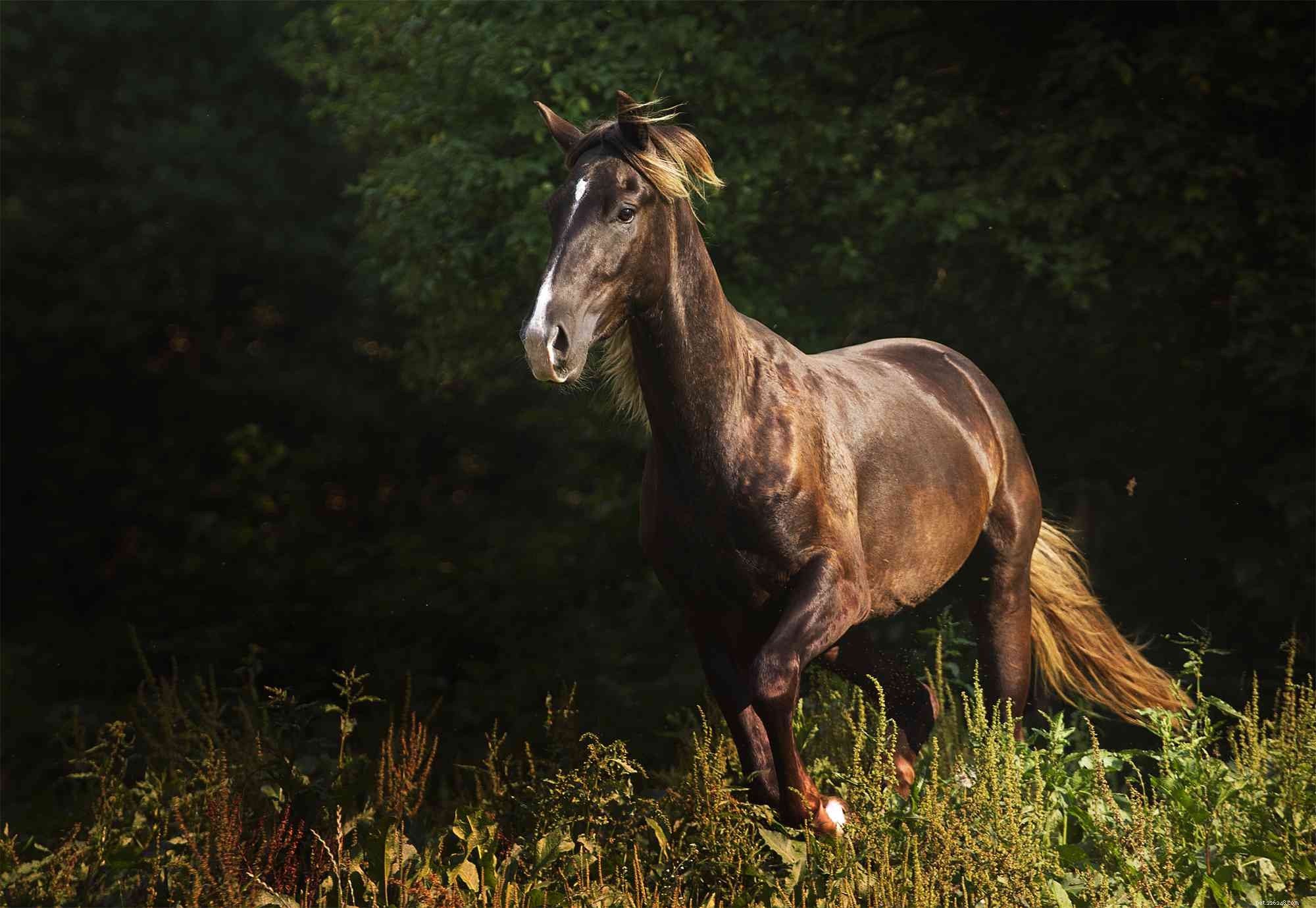 10 best lopende paardenrassen voor een vlotte rit
