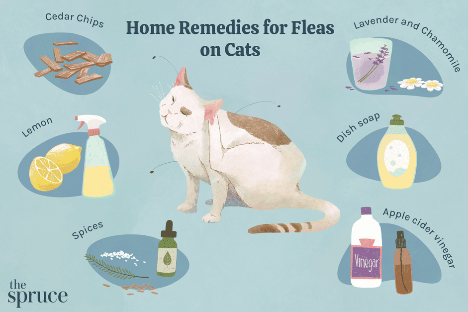 6 rimedi casalinghi per le pulci sui gatti