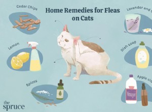 6 domácích léků na blechy u koček