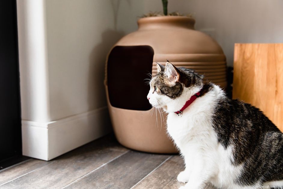 Comment empêcher votre chat de faire caca hors de la litière