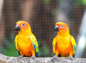 Sun Conure:Profil ptačích druhů
