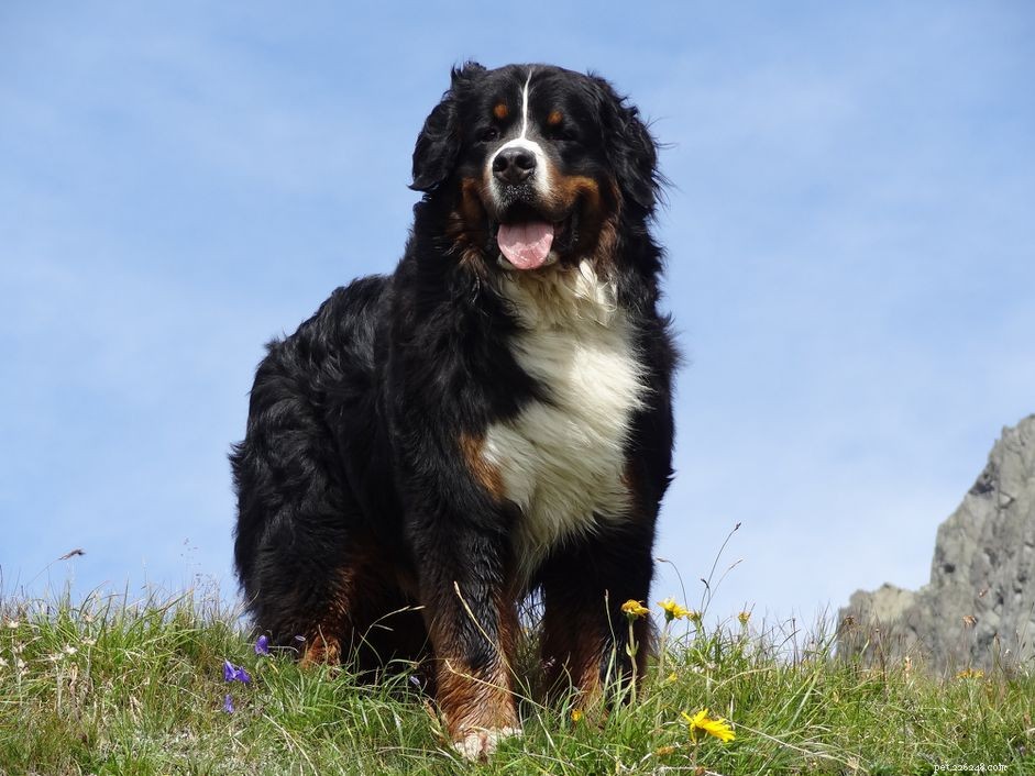 10 razze di cani da montagna che possono sopportare terreni difficili