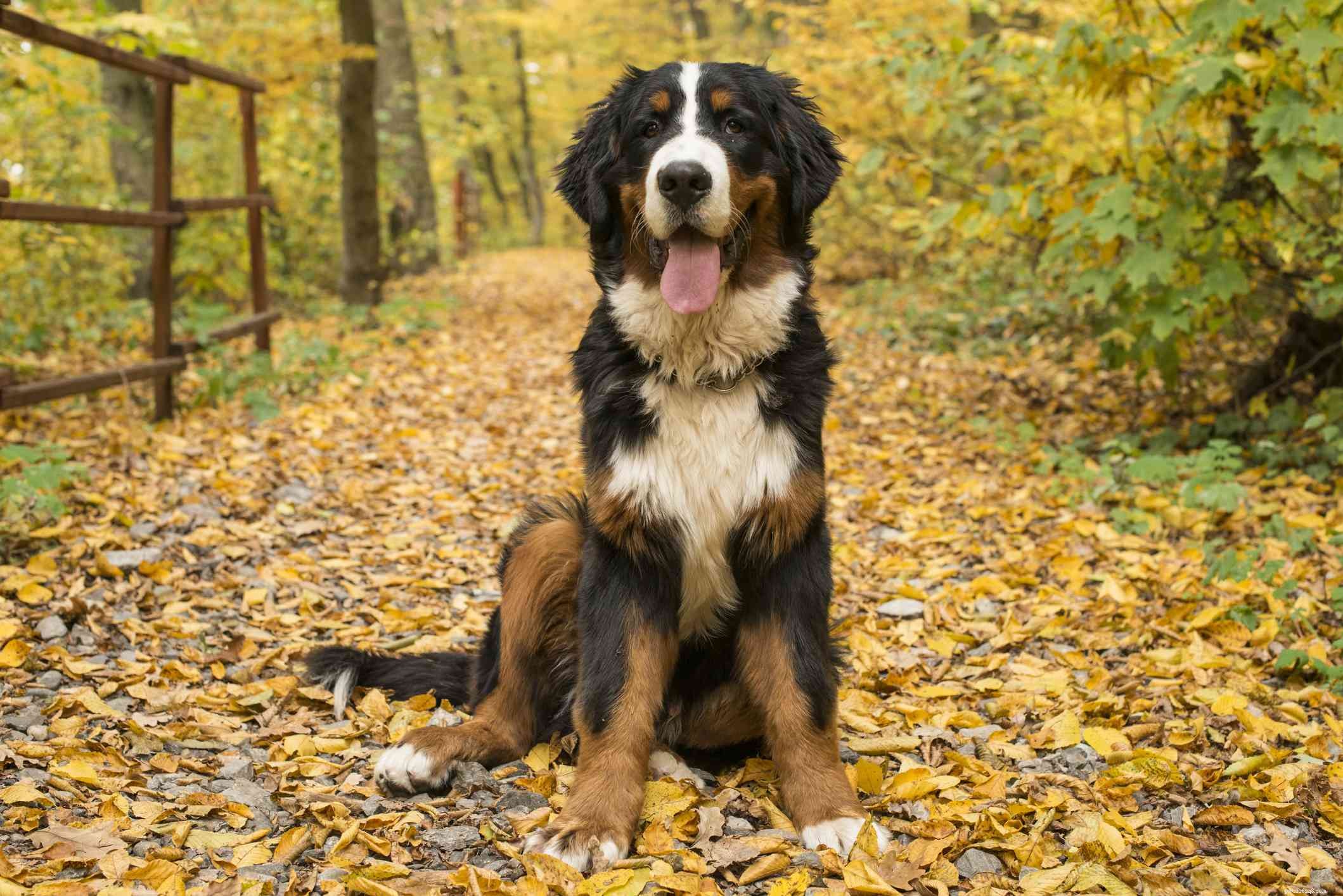 10 races de chiens de montagne capables d endurer les terrains difficiles