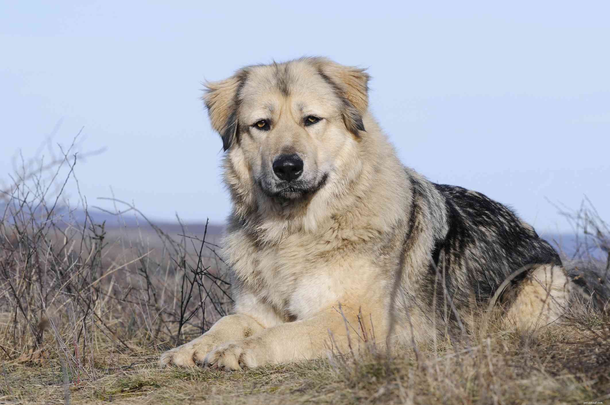 10 raças de cães da montanha que podem suportar terrenos difíceis