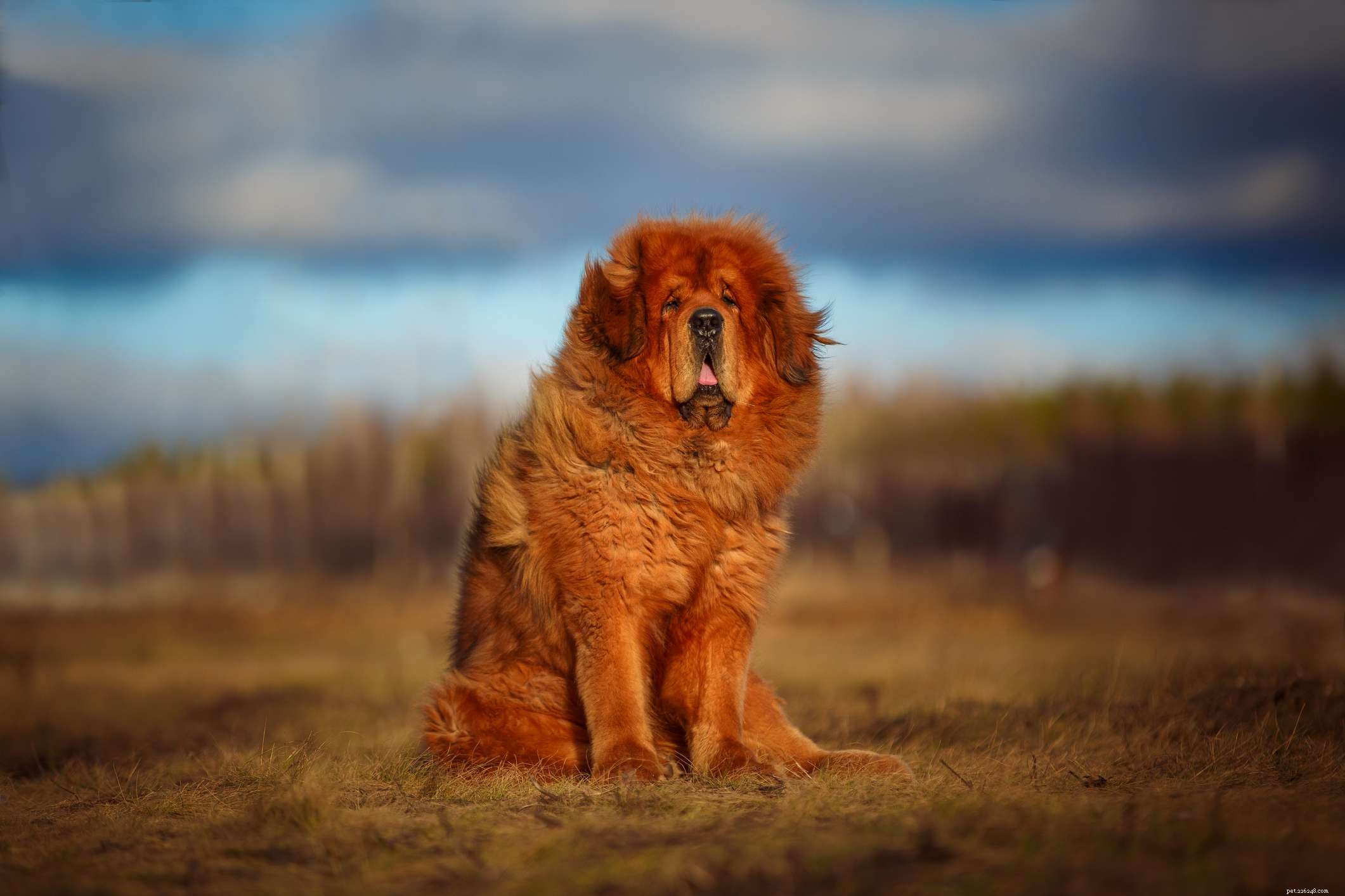 10 plemen salašnických psů, která vydrží drsný terén