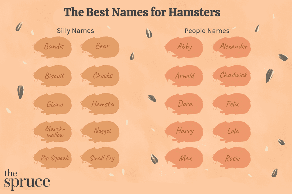 애완 햄스터를 위한 100가지 이름