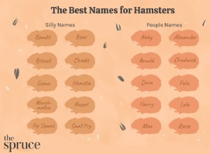 애완 햄스터를 위한 100가지 이름